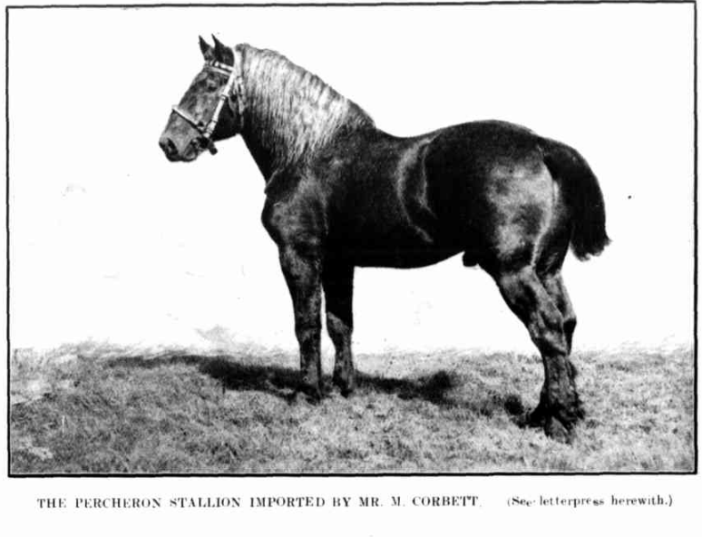 Percheron stallion 1917