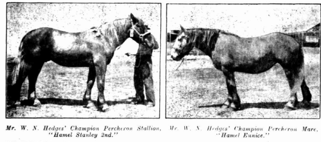 Champion Percherons: stallion Hamel Stanley 2nd and mare Hamel Eunice
