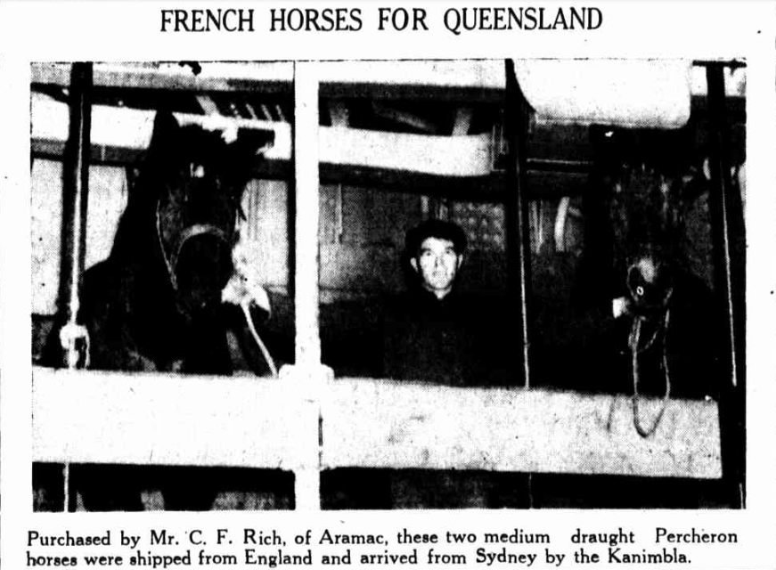 Percheron horses arriving in Sydney in 1936