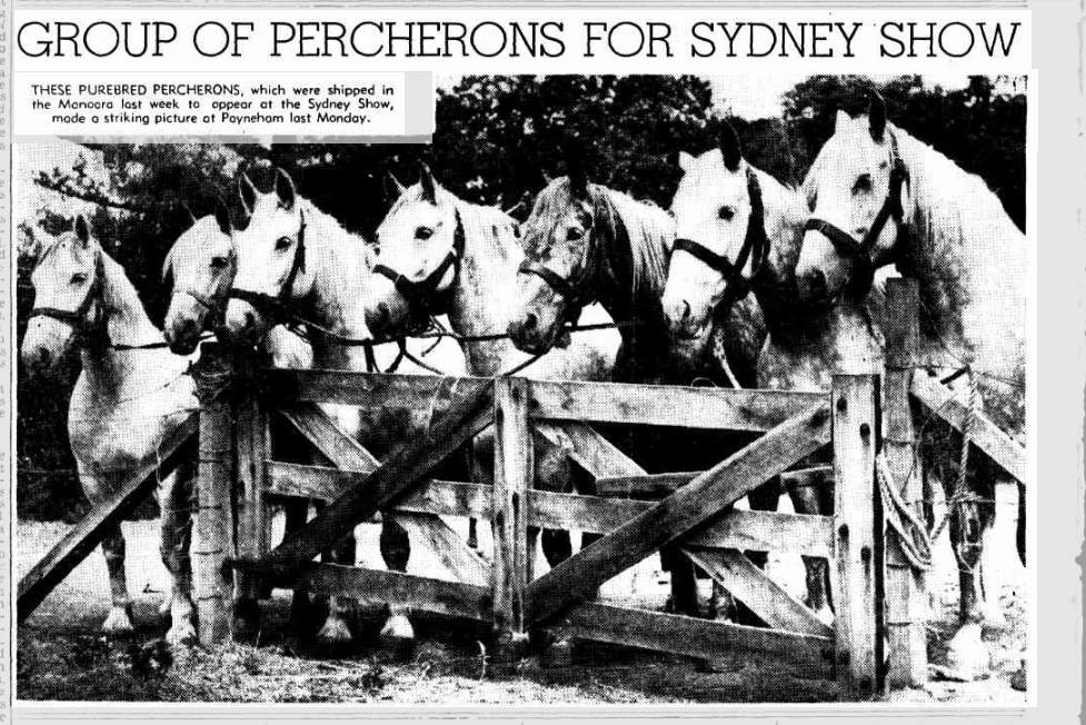 A goup of Percherons for the Sydney Show in 1938
