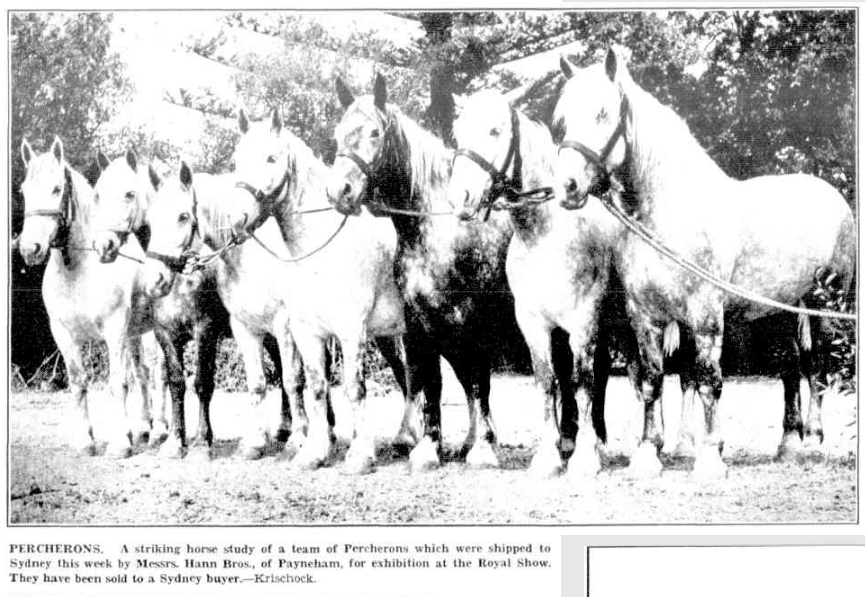 A group of Percherons in 1938