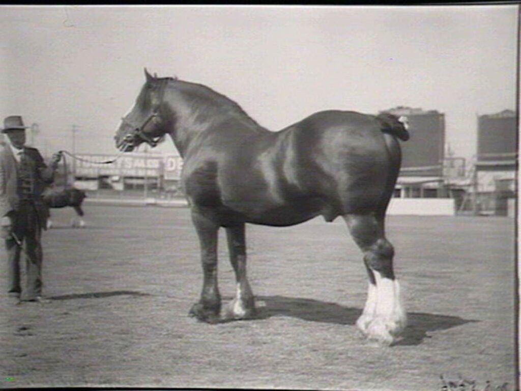 Clydesdale Stallion Royal Warden