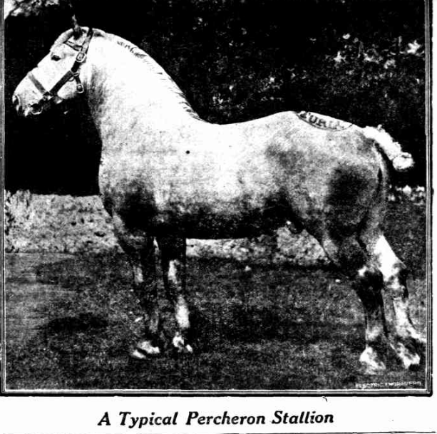 A typical Percheron stallion in 1919
