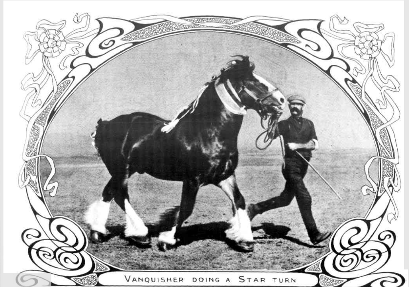 Champion Draught stallion Vanquisher