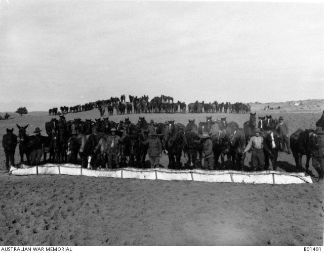 Unidentified members of the 1st Australian Light Horse Brigade watering their horses at a canvas trough while the remainder wait their turn in the background.