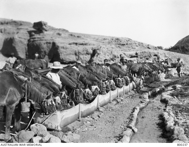 Watering horses of A Squadron, 9th Australian Light Horse from a canvas trough, at Ain Duk, in the Jordan Valley