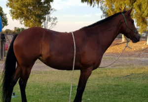 Waler mare from Ambalindum Station