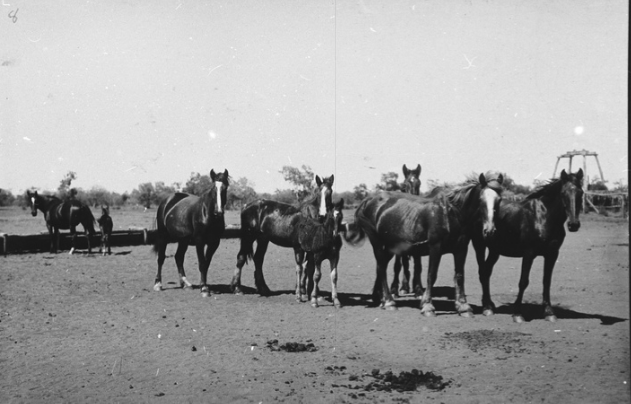 Broodmares at the Homestead on Todmorden Station near Oodnadatta, S.A.