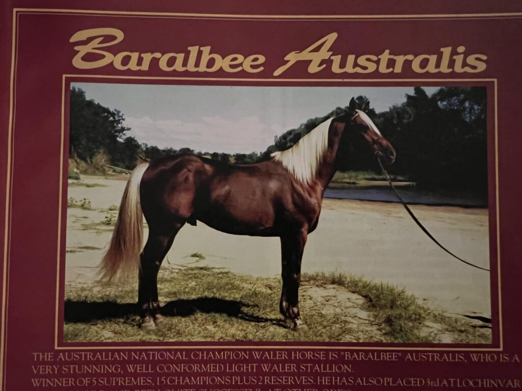 Waler stallion Baralbee Australis