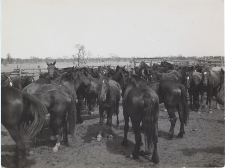 View of horses in a paddock at Todmorden Station, South Australia.