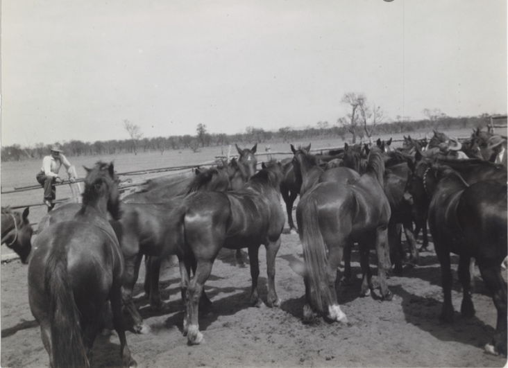 View of horses in a paddock at Todmorden Station, South Australia.
