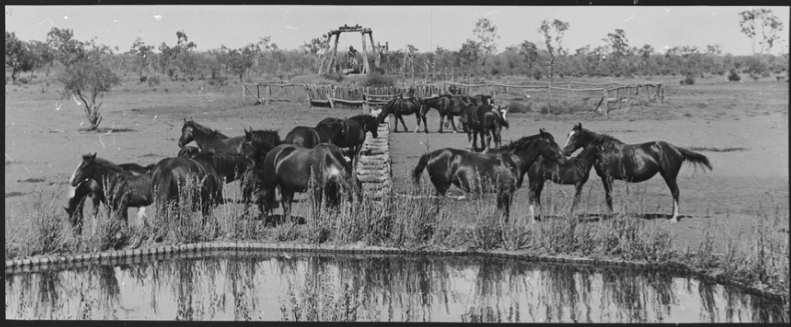 Horses at the well, Todmorden, Mount. C. 1908. State Library S.A.