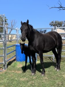 Waler mare Mt Weld Governess and her foal