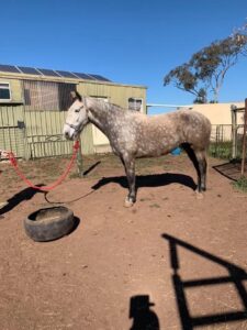 Waler horse Providence Murringo Mist