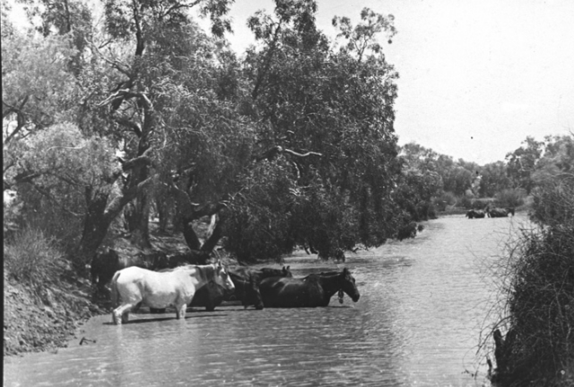 Horses crossing river on Todmorden Station