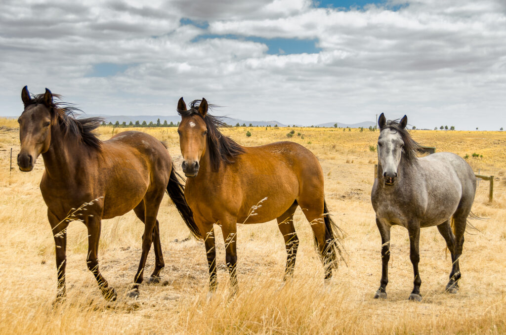 Young Waler mares Aria and Coolibah, part-Waler mare Somers in the middle