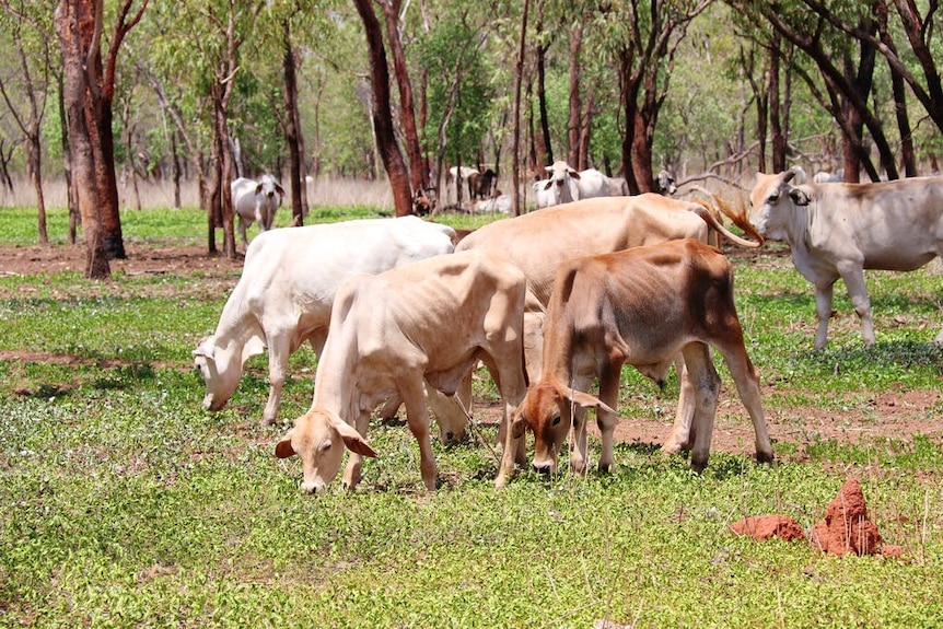Brahman cattle grazing on Margaret Downs Station (formerly GoGo)