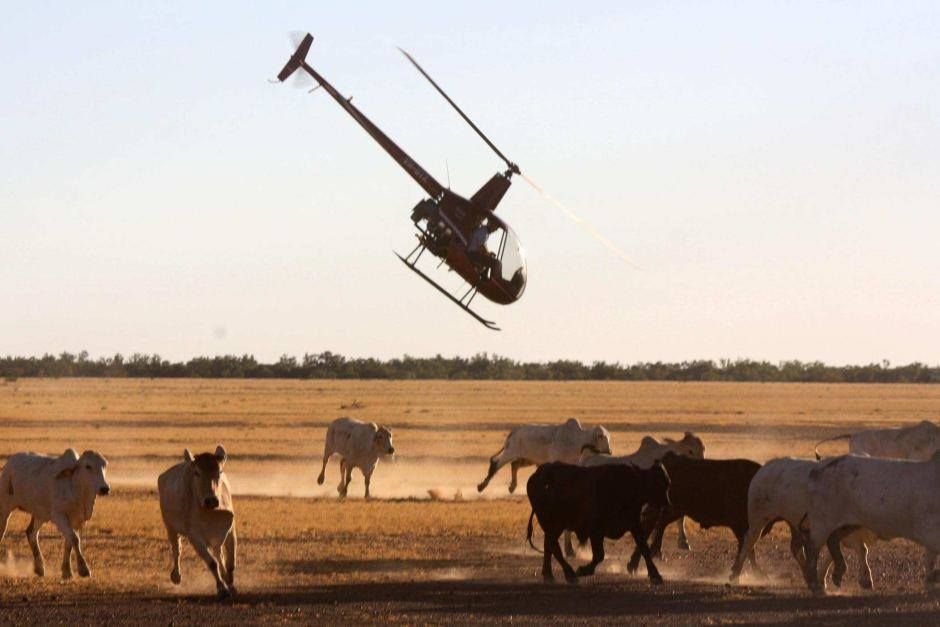 Cattle mustering by helicopter in the NT