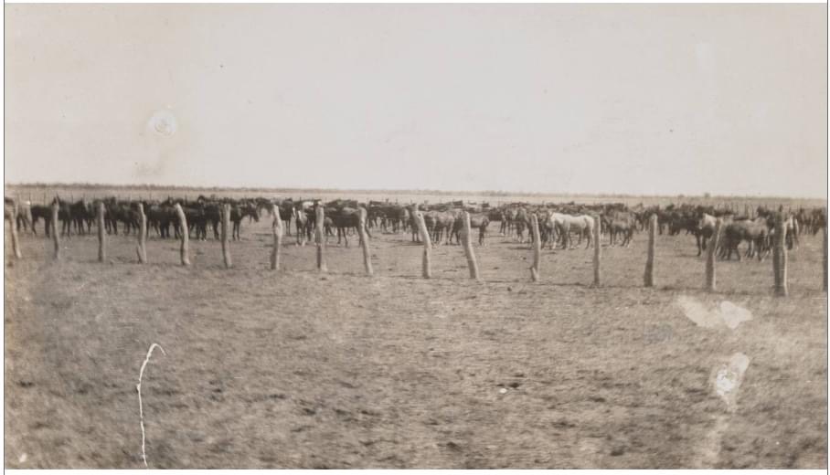 Paddock full of horses on Gogo Station, 1920. State Library W.A.