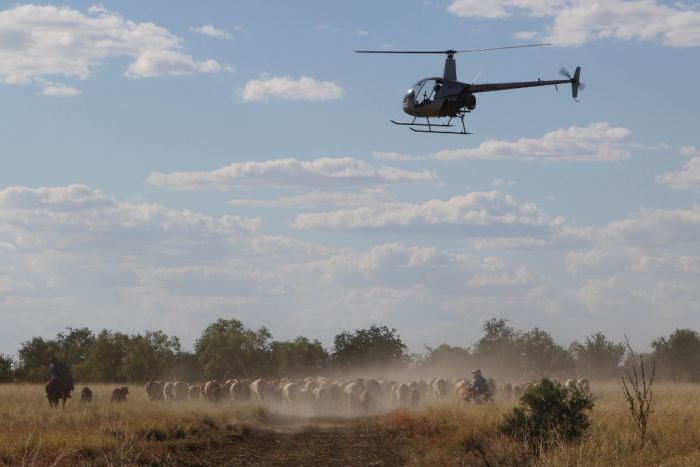Helicopter mustering NT