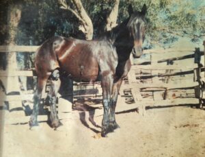 Bay mare photographed on Mt Riddock station, 1986