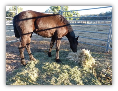 Waler mare Mt Weld Governess eating hay in yard