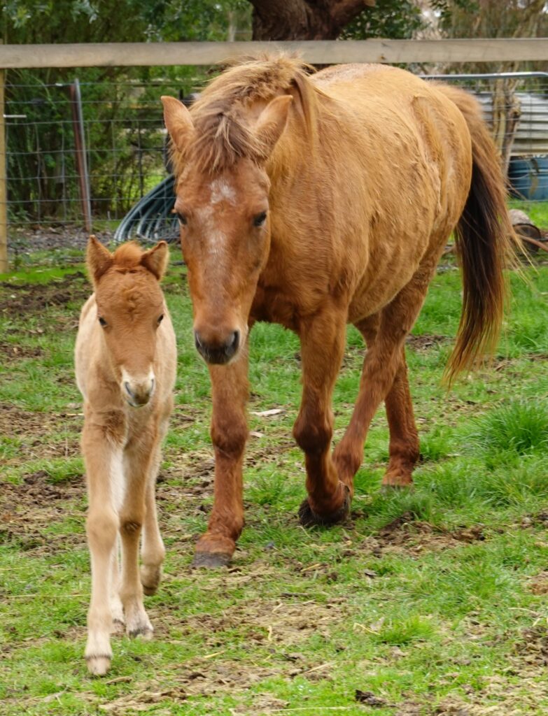Timor Pony filly foal Ningrum with her dam Indira