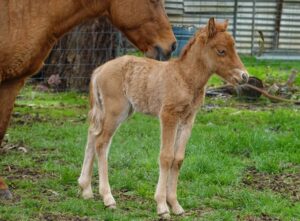 Timor Pony filly foal Ningrum with her dam Indira