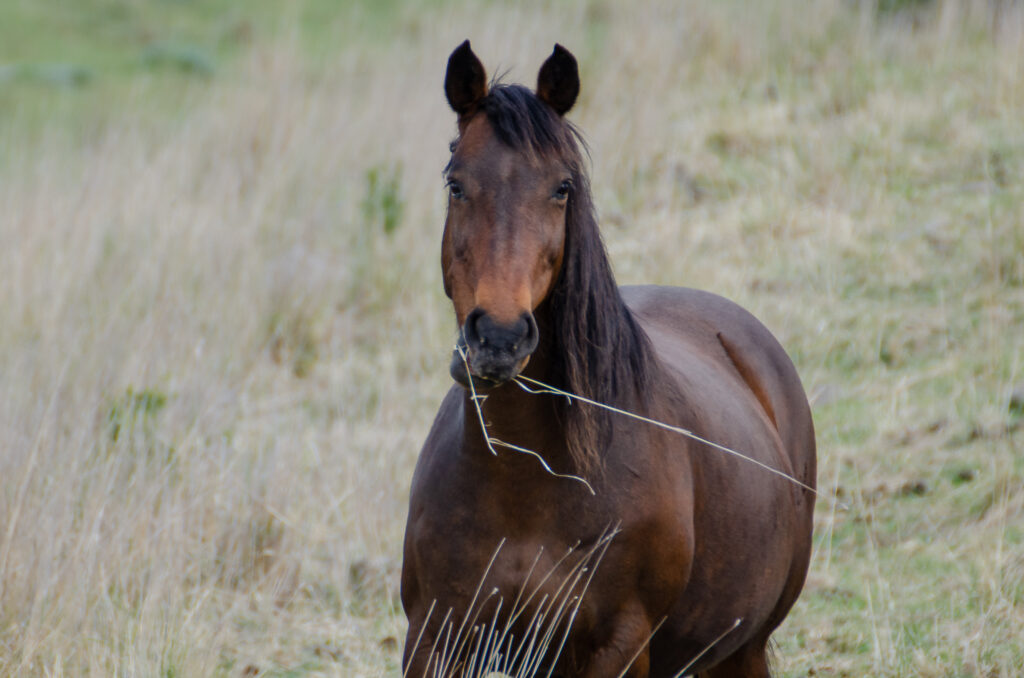 Waler mare Rigoletto with a mouthful of grass
