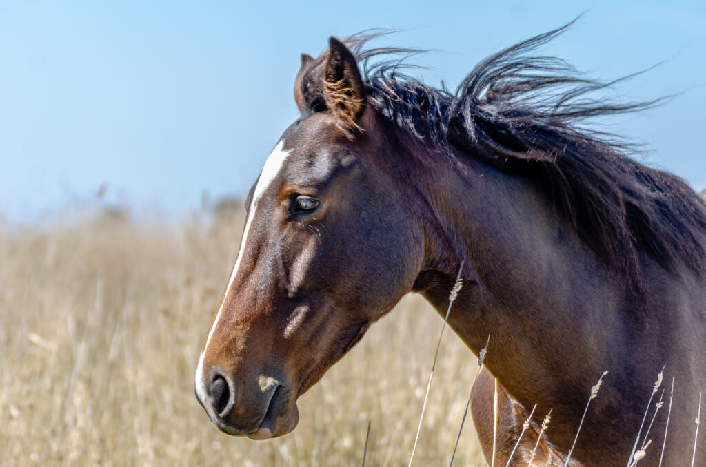 Waler mare Topsy in the long grass with face sightly turned away from the camera