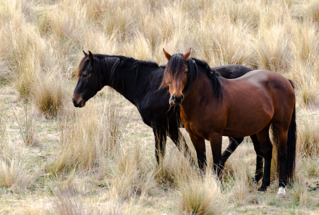 Waler stallion Virtuoso with is son Waler gelding Enoch standing in their dry grassy paddock
