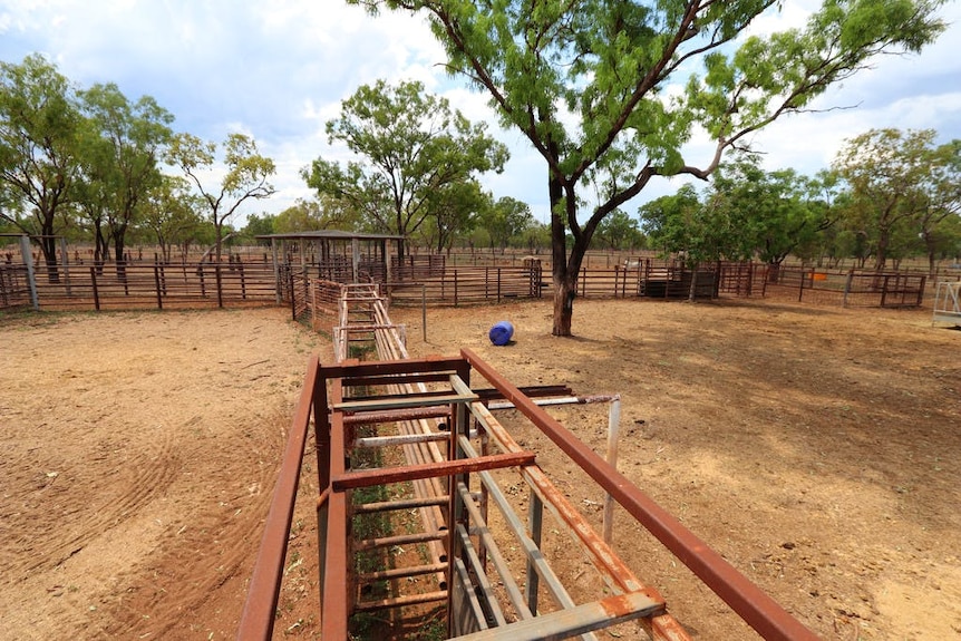 Cattle Yards at Margaret Downs Station (GoGo)
