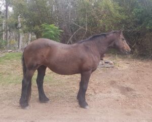 Brumby gelding from Fraser Island