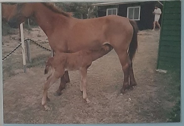 Fraser Island mare with colt foal born 1991
