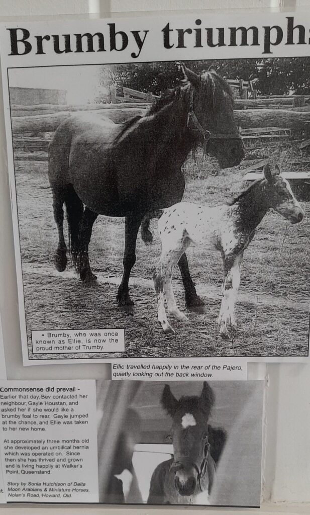 Brumby, mare from Fraser Island with foal