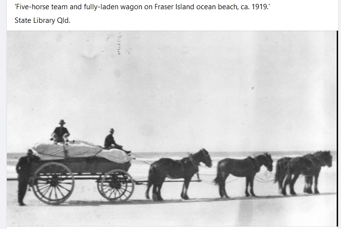 Five horse team and fully laden wagon on Fraser Island ocean beach c1919, State Library QLD