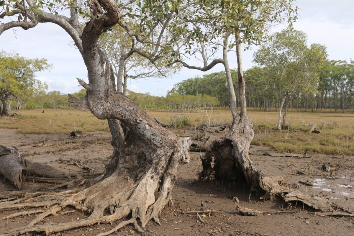 A 700 year old mangrove tree on K'gari / Fraser Island