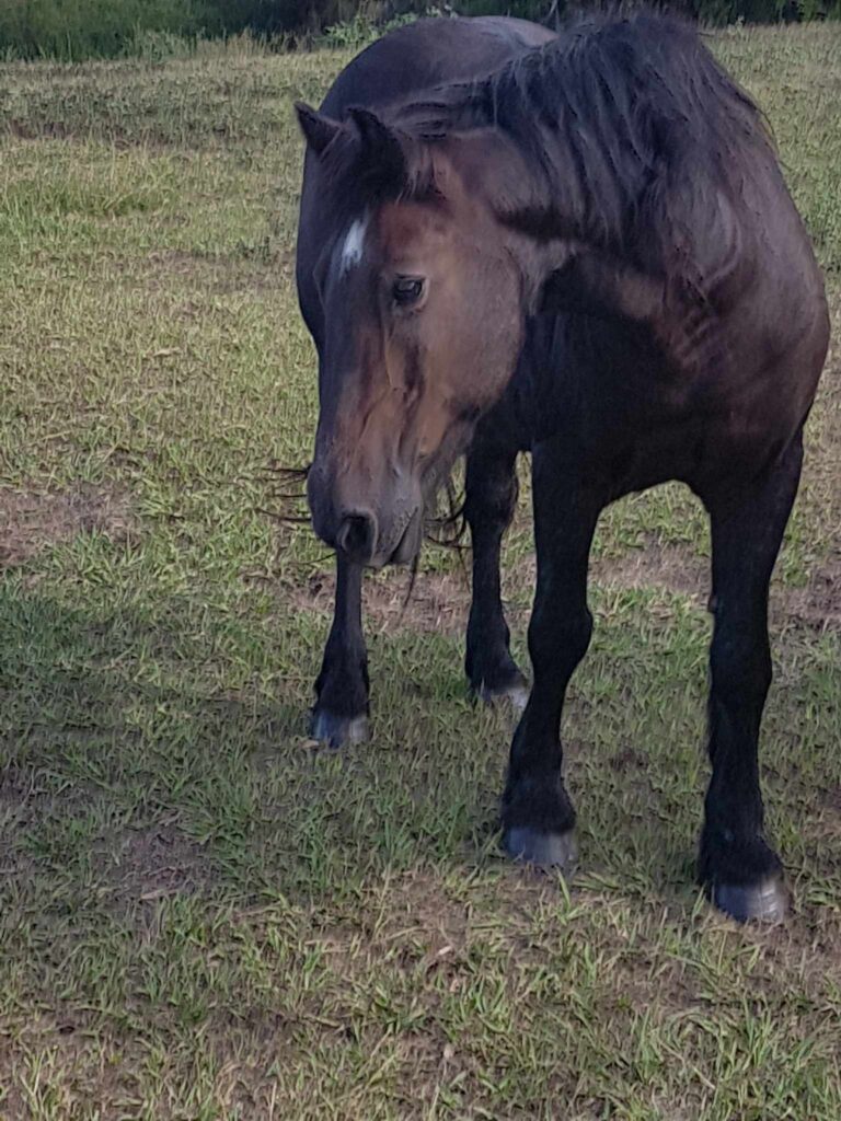 Brumby gelding from Fraser Island
