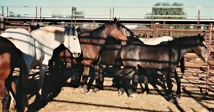 Waler mare Amalla Star with other horses in Alice Springs yards