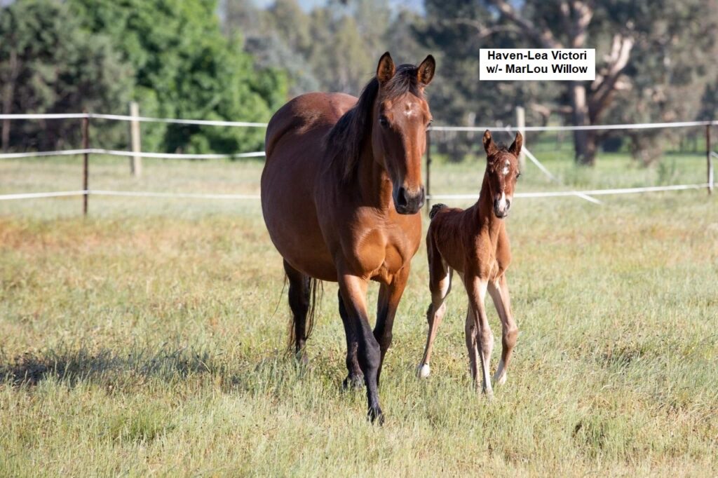 Waler mare Haven Lea Victori and her foal