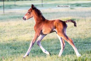 Waler foal MarLou Carinya in action