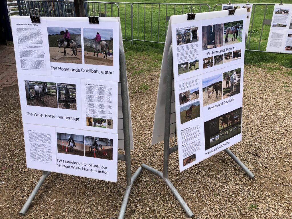 Information boards for Waler mares Piperita and Coolibah