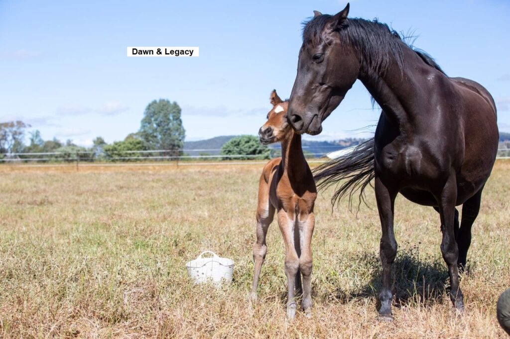 Waler mare Snowy Silver Dawn and foal Legacy
