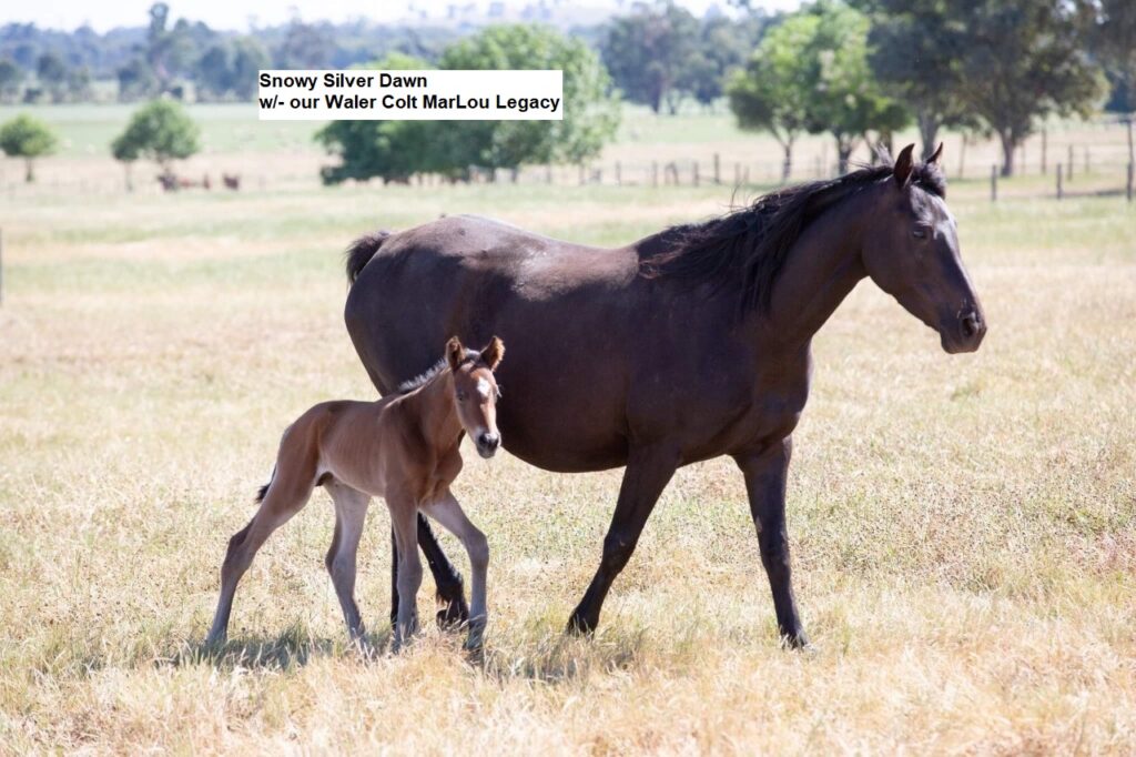Waler mare Snowy Silver Dawn and foal Legacy