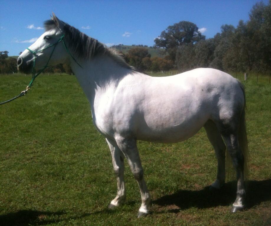 Waler horse Snowy Silver Gem