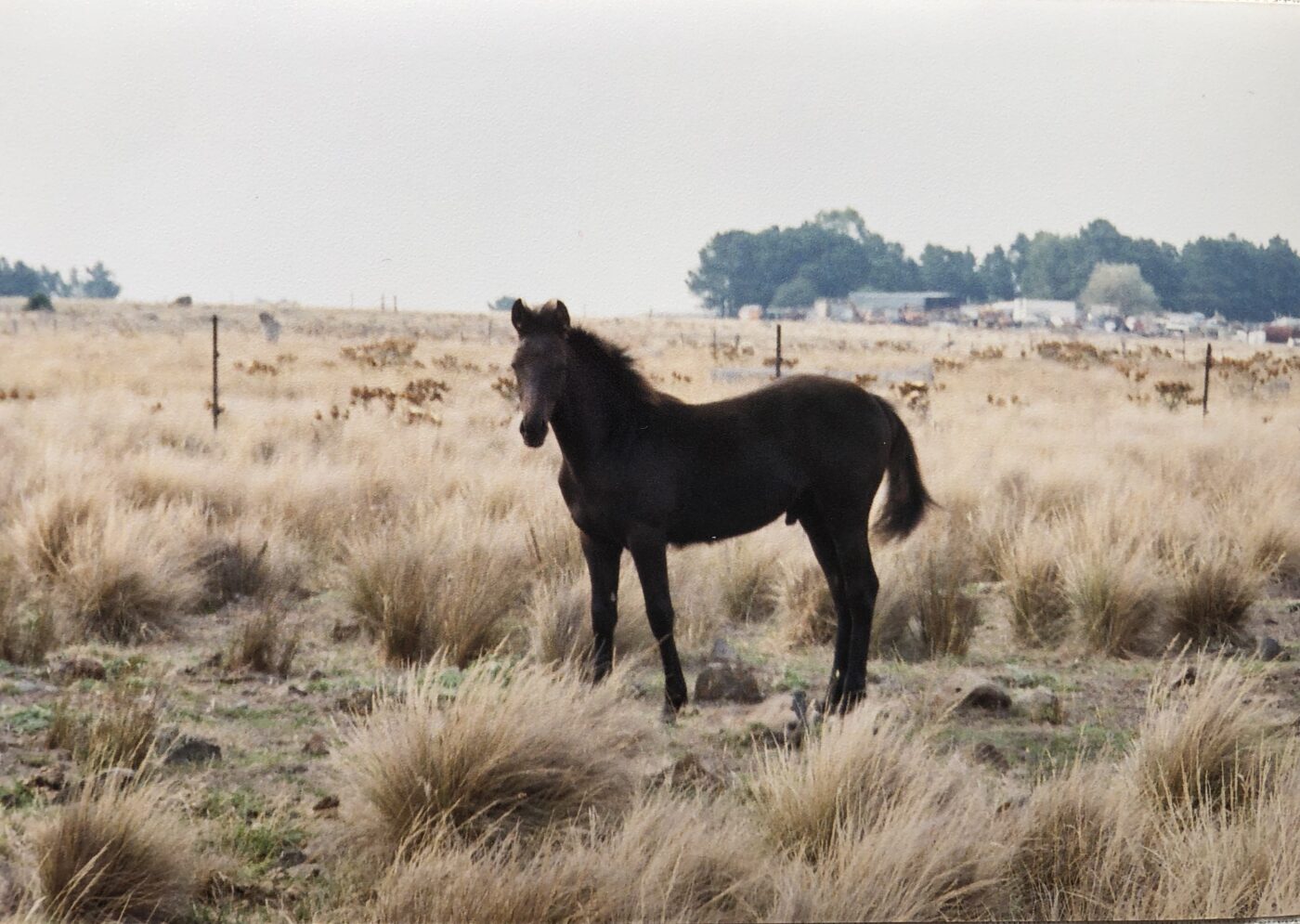 Equine Database One Year On - Waler Horse Database