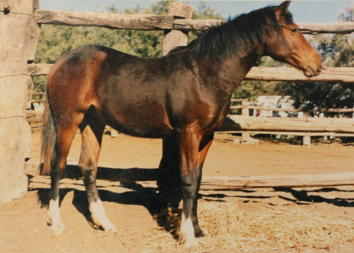 Waler stallion Brigadier in yards