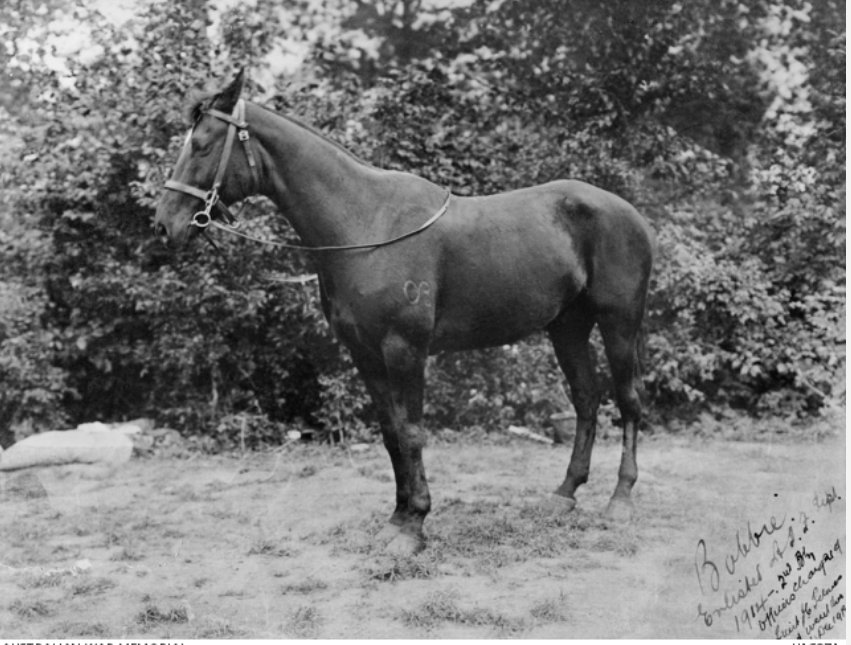 The horse Bobbie which joined the 2nd Battery of the Australian Field Artillery, AIF, in September 1914 as an officer's charger for Lieutenant J.C. Selmes DSO. 