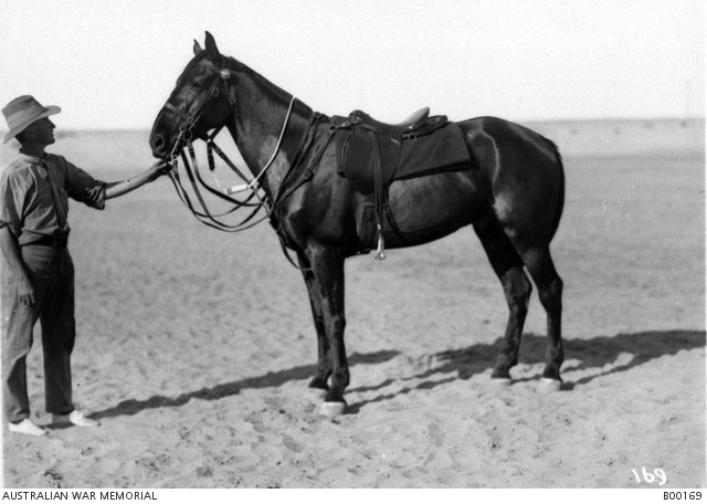 An unidentified soldier holds the reins of 'Patch', Lieutenant Colonel J D Richardson, Commanding Officer of the 7th Light Horse Regiment's (7ALH) original charger, 25-26 November 1918, AWM