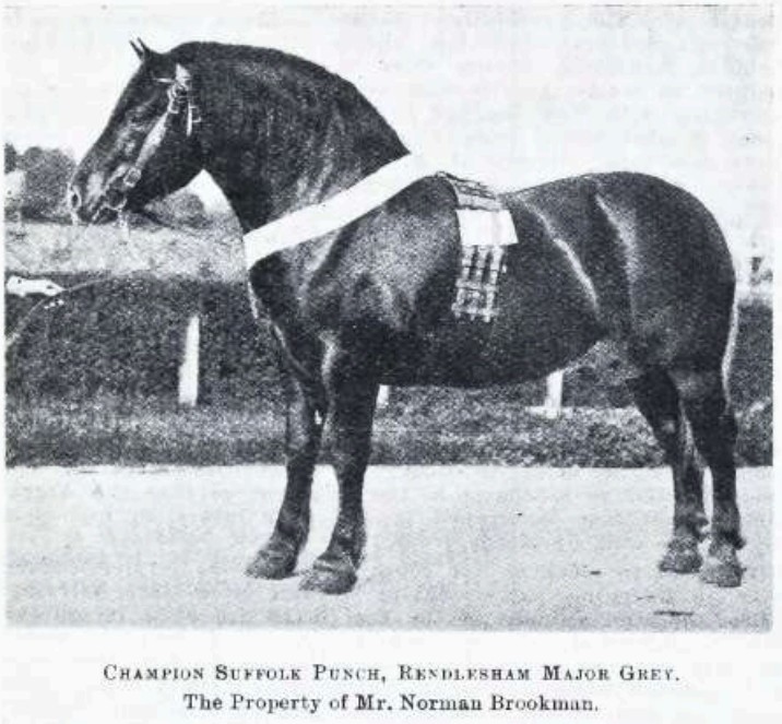 Champion Suffolk Punch stallion Bendlesham Major Grey